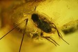Two Detailed Fossil Flies (Diptera) In Baltic Amber #142233-1